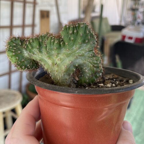 Crested San Pedro "TPC x KT-Ogun" Seedling (C)