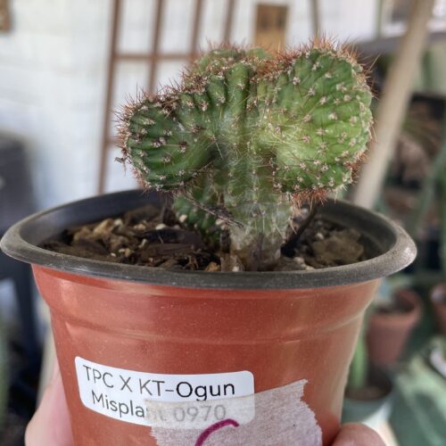 Crested San Pedro "TPC x KT-Ogun" Seedling (C)