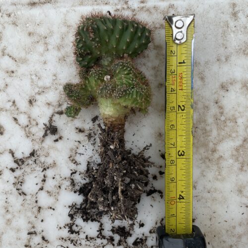 Crested San Pedro "TPC x KT-Ogun" Seedling (D)