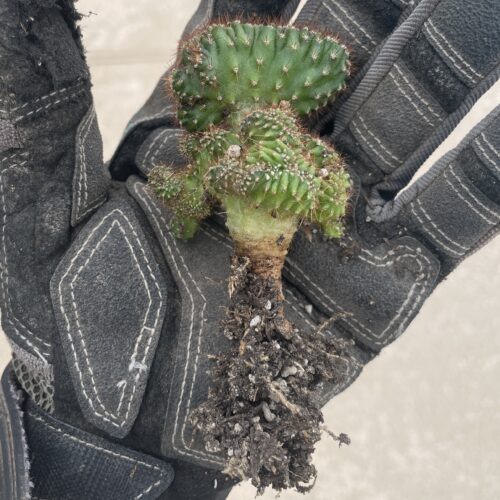 Crested San Pedro "TPC x KT-Ogun" Seedling (D)