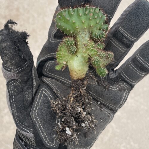 Crested San Pedro "TPC x KT-Ogun" Seedling (D)