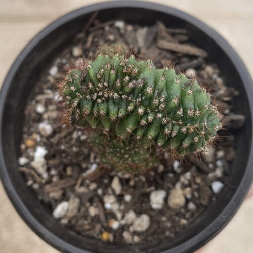 Crested San Pedro "TPC x KT-Ogun" Seedling (D)