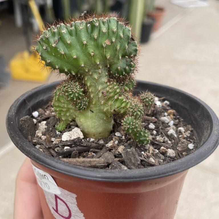 Crested San Pedro "TPC x KT-Ogun" Seedling (D)