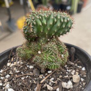 Crested San Pedro "TPC x KT-Ogun" Seedling (D)