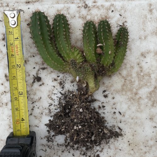 Crested San Pedro "TPC x KT-Ogun" Seedling (E)