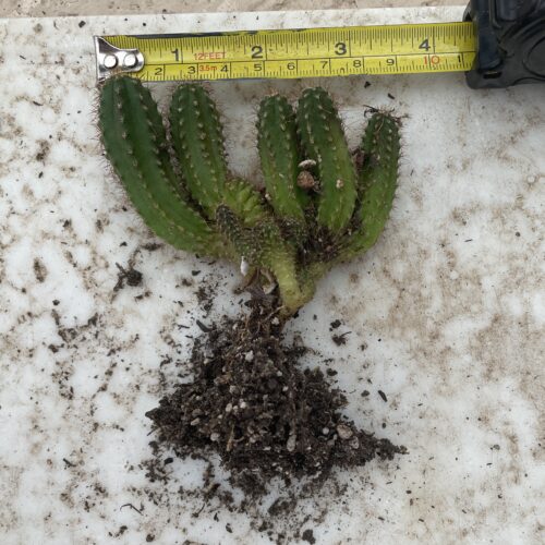 Crested San Pedro "TPC x KT-Ogun" Seedling (E)