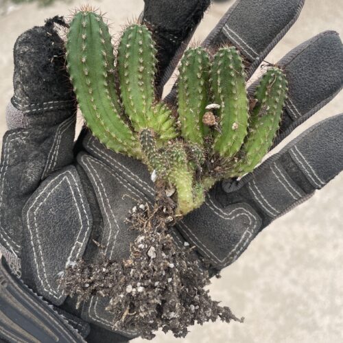Crested San Pedro "TPC x KT-Ogun" Seedling (E)