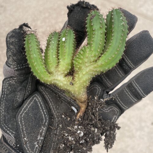 Crested San Pedro "TPC x KT-Ogun" Seedling (E)