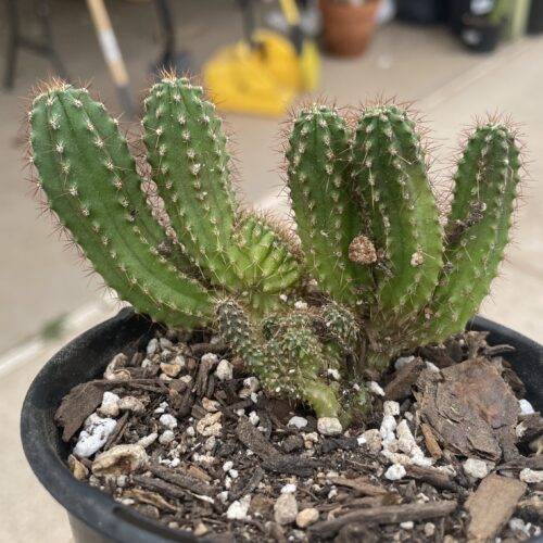 Crested San Pedro "TPC x KT-Ogun" Seedling (E)