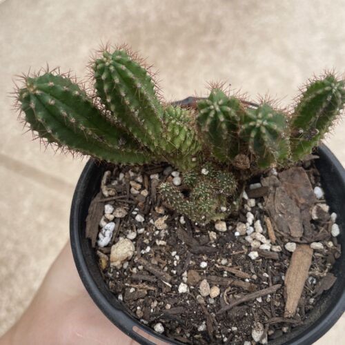 Crested San Pedro "TPC x KT-Ogun" Seedling (E)