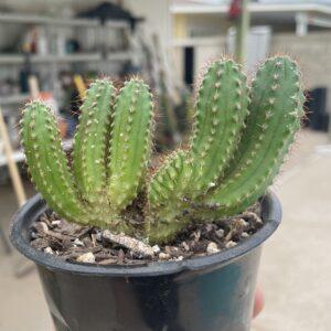 Crested San Pedro "TPC x KT-Ogun" Seedling (E)