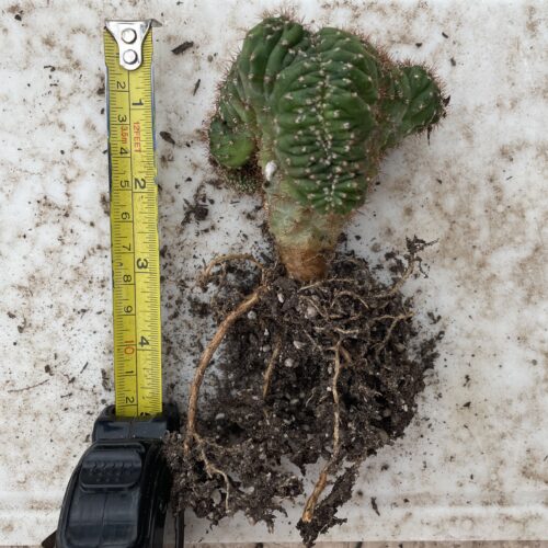 Crested San Pedro "TPC x KT-Ogun" Seedling (F)