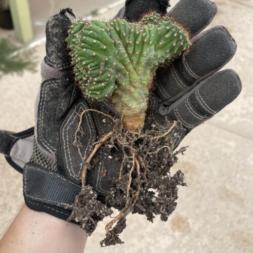 Crested San Pedro "TPC x KT-Ogun" Seedling (F)