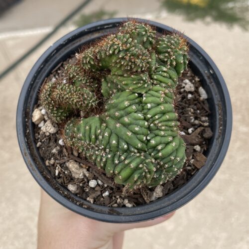 Crested San Pedro "TPC x KT-Ogun" Seedling (F)