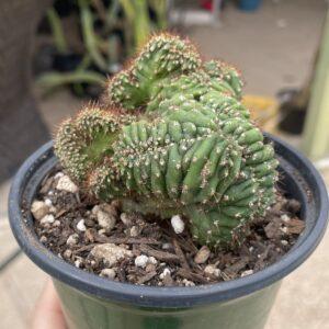 Crested San Pedro "TPC x KT-Ogun" Seedling (F)
