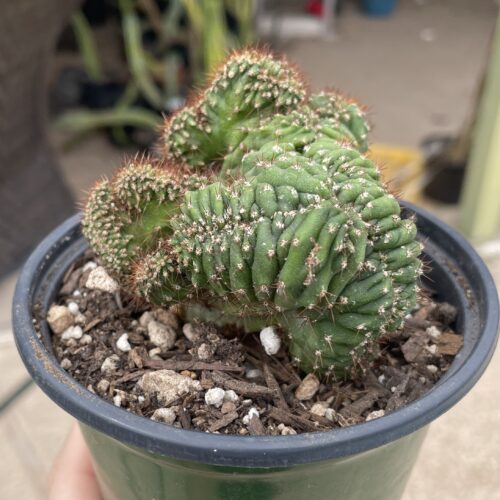 Crested San Pedro "TPC x KT-Ogun" Seedling (F)