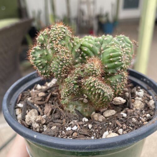 Crested San Pedro "TPC x KT-Ogun" Seedling (F)