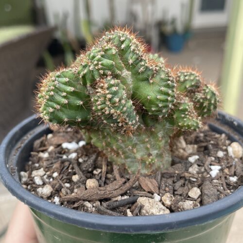 Crested San Pedro "TPC x KT-Ogun" Seedling (F)