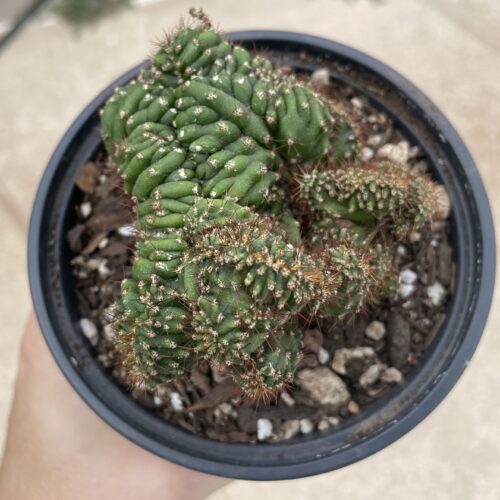 Crested San Pedro "TPC x KT-Ogun" Seedling (F)