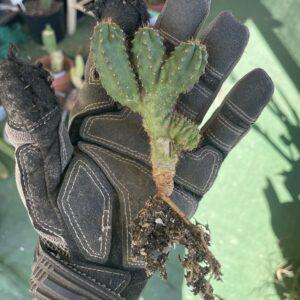 Crested San Pedro "TPC x KT-Ogun" Seedling (B)