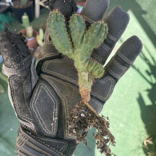 Crested San Pedro "TPC x KT-Ogun" Seedling (B)