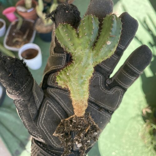 Crested San Pedro "TPC x KT-Ogun" Seedling (B)