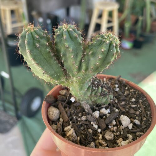 Crested San Pedro "TPC x KT-Ogun" Seedling (B)