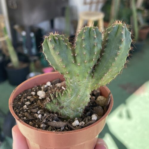 Crested San Pedro "TPC x KT-Ogun" Seedling (B)