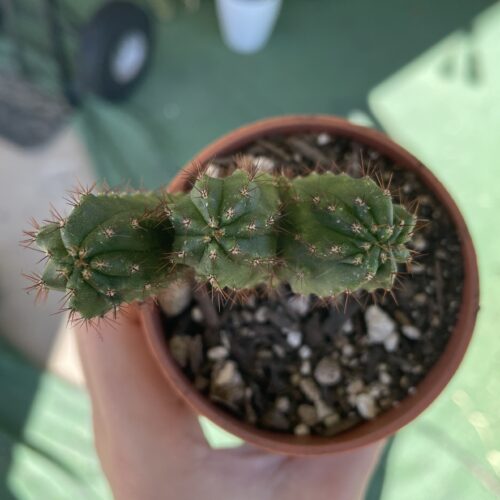 Crested San Pedro "TPC x KT-Ogun" Seedling (B)