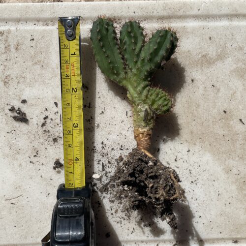 Crested San Pedro "TPC x KT-Ogun" Seedling (B)
