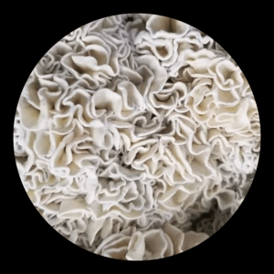 Enigma Mushroom Spores