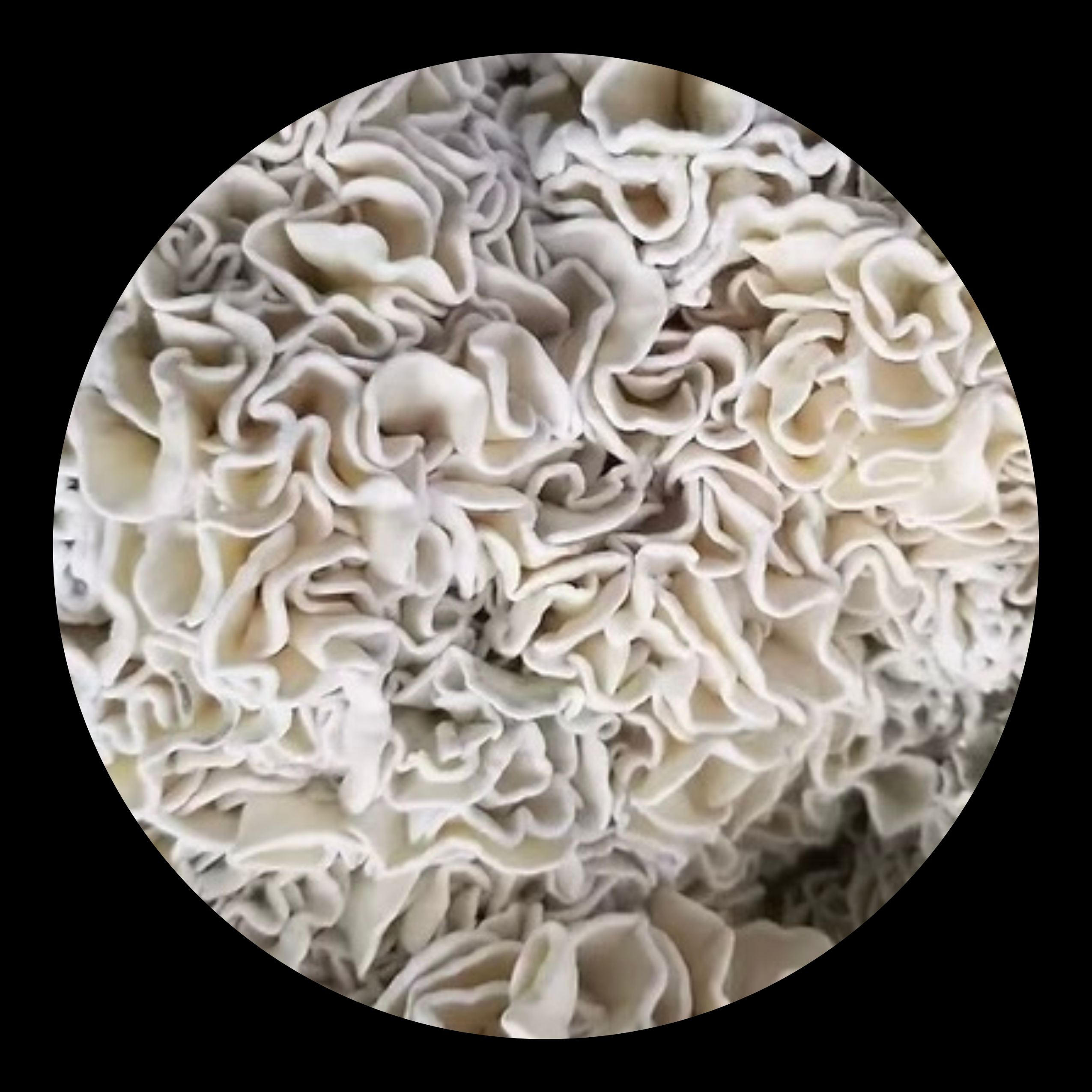 Enigma Mushroom Spores