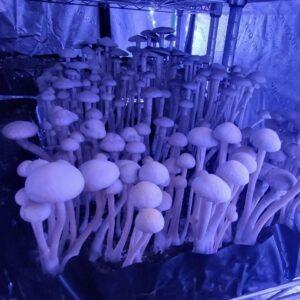 Pan Cyan "Texas Titans" Specimens