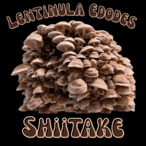 Lentinula edodes "Shiitake"