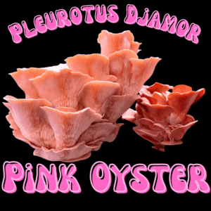 Pleurotus Djamor "Pink Oyster"