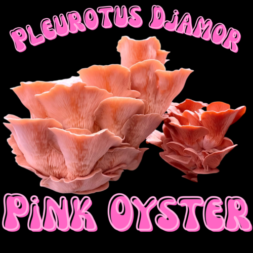 Pleurotus Djamor "Pink Oyster"