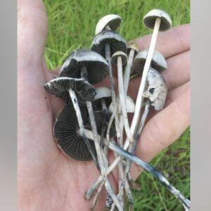 Wild Pan Cyans specimens that were collected in Northern Florida on an Angus farm