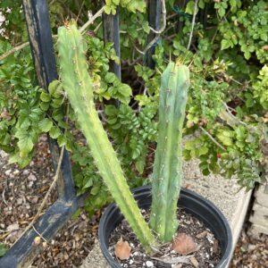 Fully Rooted Bridgesii "Eileen x SS02"