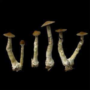 P. Cubensis "Maui Wowie" Specimens