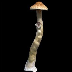 P. Cubensis "Maui Wowie" Specimen