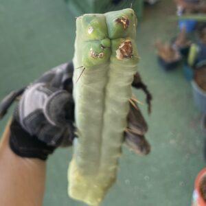 12.5in T. Bridgesii "Four Winds" Cutting