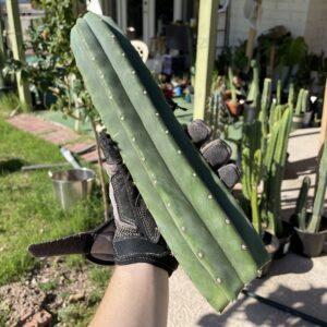 12 inch Scopulicola "Tucson Fat" Cutting