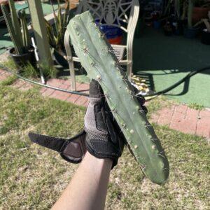 13in T. Bridgesii "Bolivian Torch" Mid Cutting