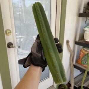 13 inch T. Pachanoi "San Pedro" Cutting