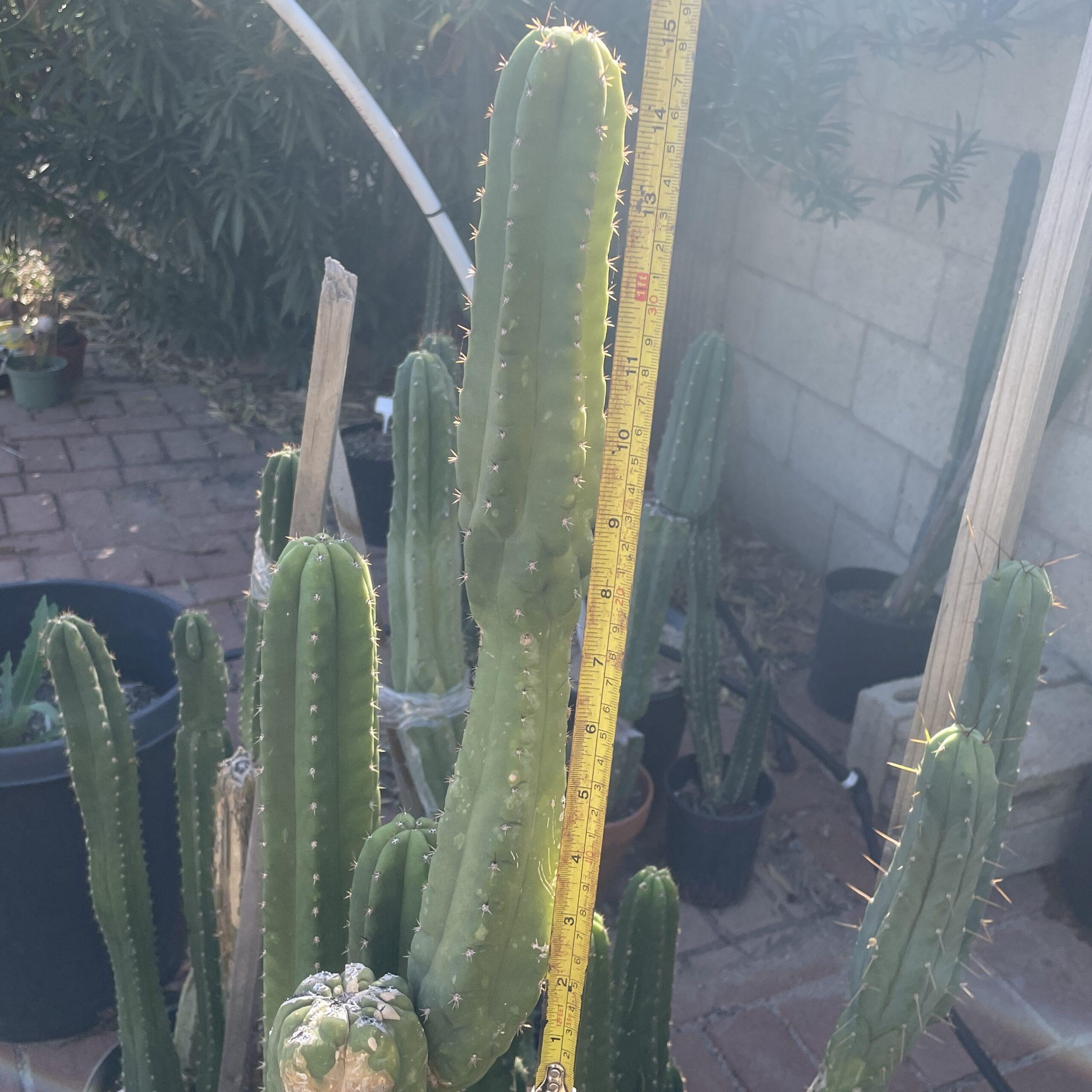 15in San Pedro "Monstrose" Cutting