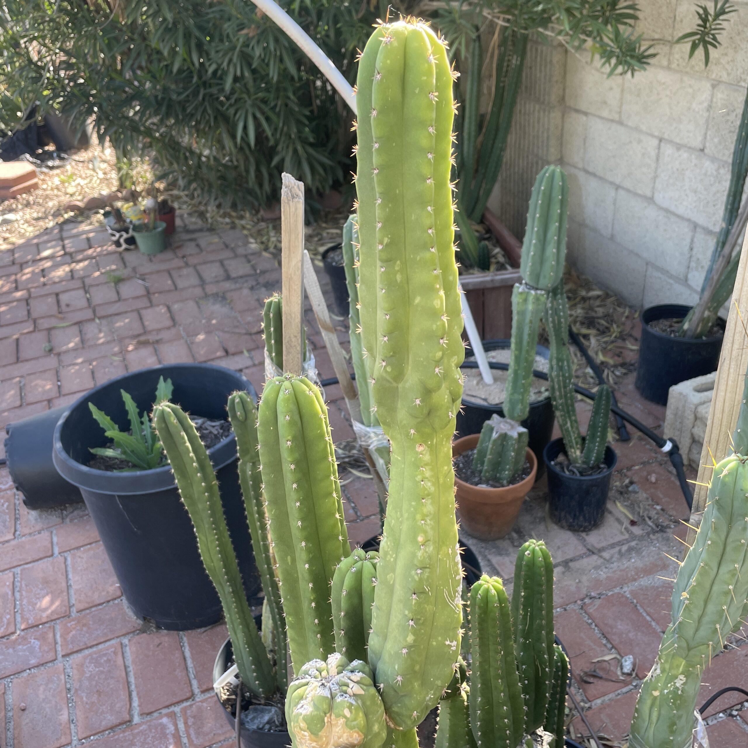 15in San Pedro "Monstrose" Cutting