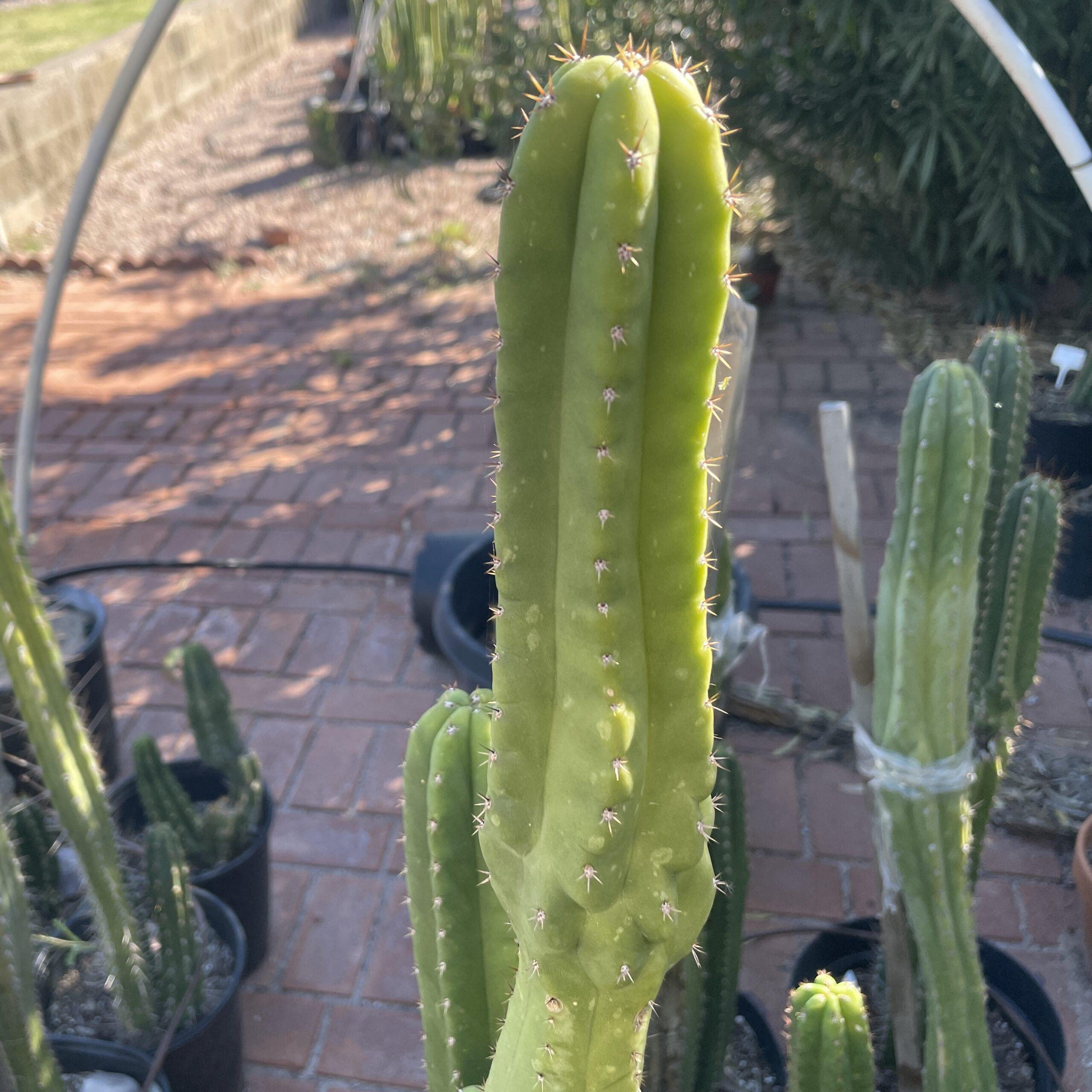 15in San Pedro "Monstrose" Cutting