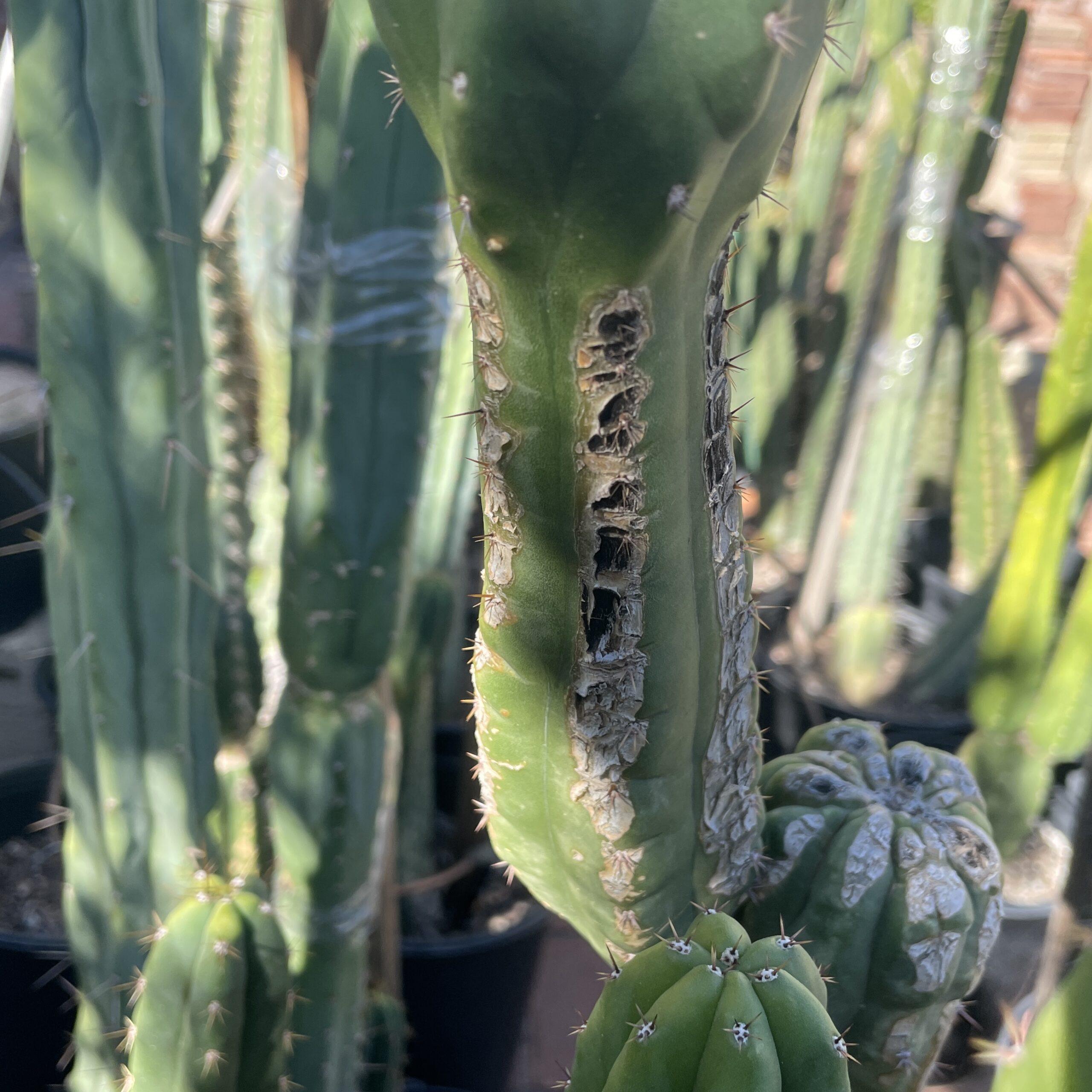 15in San Pedro "Monstrose" Cutting