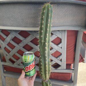 16.5BonxBlue 416.5 inch Peruvian Torch "Bonnie x Blue 3" Cutting