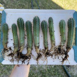 Peruvian Torch "Bonnie x Blue 3" Seedlings